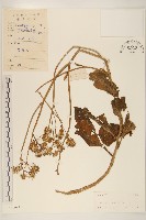 白仔菜藏品圖，第1張