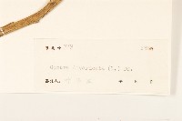 白仔菜藏品圖，第3張