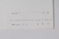 古鉤藤藏品圖，第2張