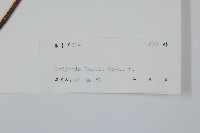 藍樹藏品圖，第2張