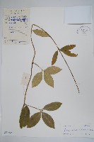 海南鏈珠藤藏品圖，第1張