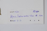 海南鏈珠藤藏品圖，第2張