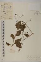 下田菊藏品圖，第1張