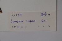 山銀花藏品圖，第2張