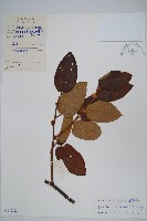 灰毛獼猴桃藏品圖，第1張