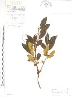 天仙果、臺灣榕藏品圖，第1張