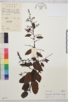 多花勾兒茶, 多花黃鱔藤藏品圖，第1張