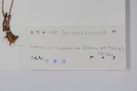 光葉淫羊藿藏品圖，第2張