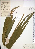 棕葉狗尾草藏品圖，第1張