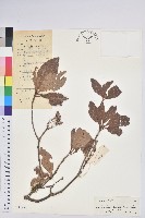 吊鐘花藏品圖，第1張