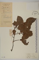 滇邊南蛇藤藏品圖，第1張