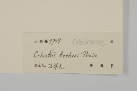 滇邊南蛇藤藏品圖，第3張