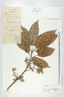 長柄杜英藏品圖，第1張