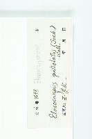 長柄杜英藏品圖，第3張