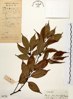 墨點櫻桃、黑星櫻藏品圖，第1張