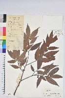 黃背越橘藏品圖，第1張