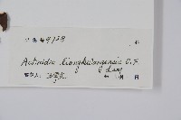 兩廣獼猴桃藏品圖，第2張