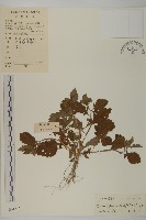 登錄號:S041817藏品圖，第1張