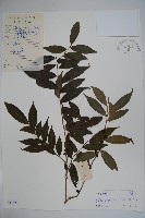 密毛假黃楊藏品圖，第1張