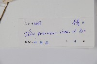 密毛假黃楊藏品圖，第2張