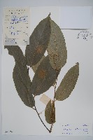 八角楓藏品圖，第1張