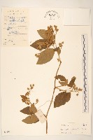 茄葉斑鳩菊藏品圖，第1張