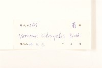 茄葉斑鳩菊藏品圖，第3張