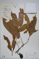 登錄號:S041846藏品圖，第1張