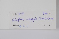 鵝掌柴、江某、鴨腳樹藏品圖，第2張