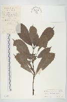 桃葉珊瑚藏品圖，第1張