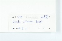 桃葉珊瑚藏品圖，第3張