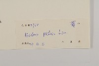 白花鬼針藏品圖，第3張