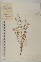 加拿大蓬藏品圖，第1張