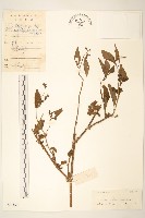 蔓黃菀藏品圖，第1張