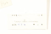 蔓黃菀藏品圖，第3張