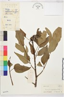 芍藥藏品圖，第1張