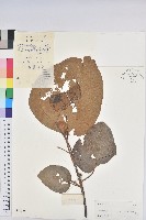 中平樹藏品圖，第1張