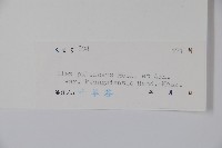 廣西毛冬青藏品圖，第2張