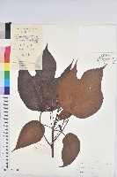 千年桐藏品圖，第1張