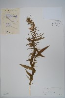 東南山梗菜藏品圖，第1張