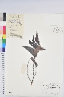 登錄號:S041904藏品圖，第1張