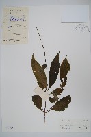 擬馬偕花、白接骨藏品圖，第1張