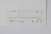 擬馬偕花、白接骨藏品圖，第2張