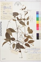 沖繩鐵線蓮（毛果鐵線蓮）藏品圖，第1張