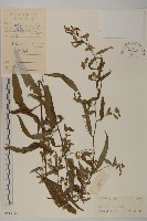 細川氏天名精藏品圖，第1張