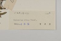 細川氏天名精藏品圖，第3張