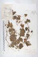 鈕子瓜藏品圖，第1張