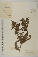 卵葉紫菀藏品圖，第1張