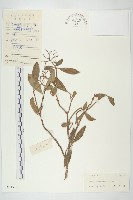 小棶木藏品圖，第1張