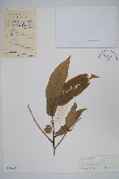 小花八角楓藏品圖，第1張